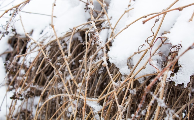 Bela queda de neve. Neve nos ramos de arbustos e árvores