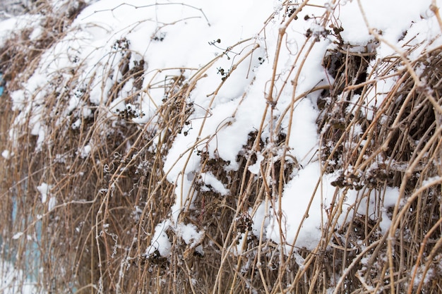 Bela queda de neve. Neve nos ramos de arbustos e árvores