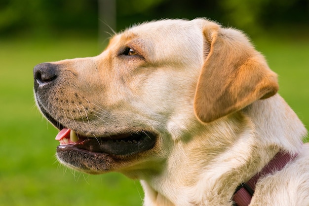 Bela raça de cão labrador retriever a passear no parque conceito de animal de estimação e animal doméstico