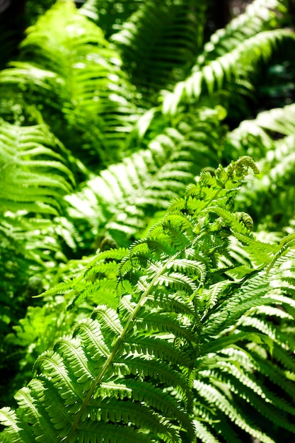 Bela samambaia verde deixa fundo natural