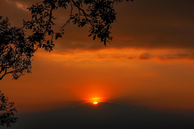 Bela silhueta da árvore ao pôr do sol