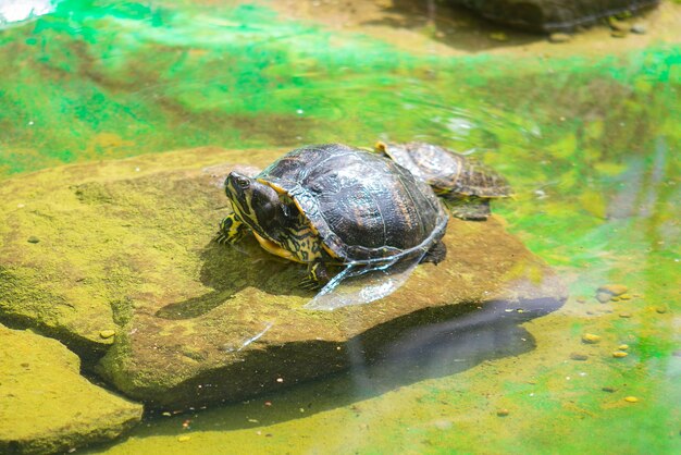 bela tartaruga nada na água na natureza
