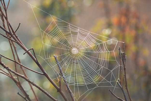 Bela teia de aranha no início da manhã