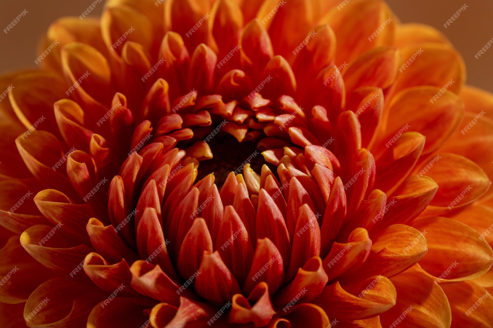 Bela textura de flor dália ensolarada cor de laranja close-up vista flor em  fundo marrom | Foto Premium