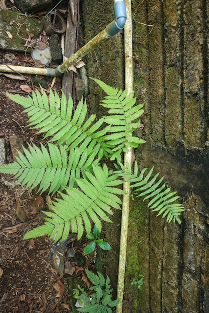 bela textura de folha de samambaia natureza natural na floresta indonésia