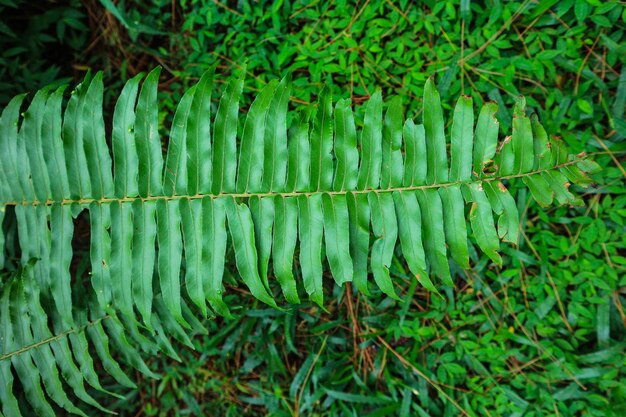 bela textura de folha de samambaia natureza natural na floresta indonésia