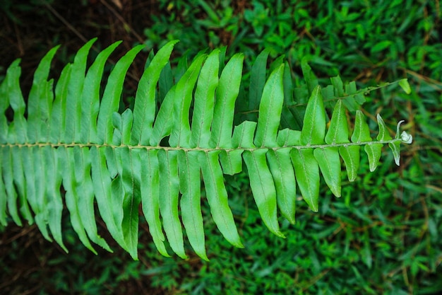 bela textura de folha de samambaia natureza natural na floresta indonésia