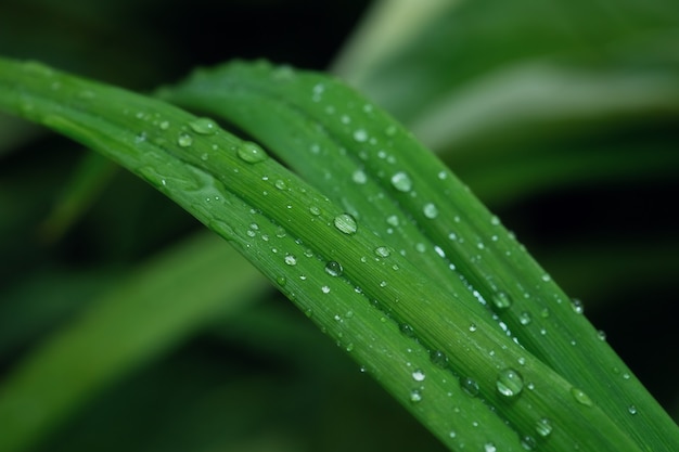 Bela textura de folha verde com gotas de água depois da chuva de perto