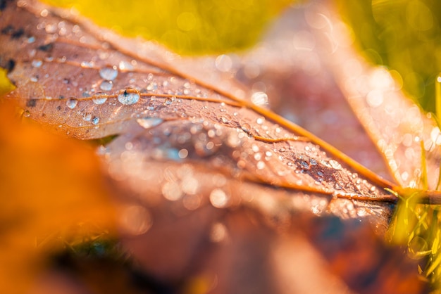 Bela textura de folhas de outono com gotas de fundo de natureza de água. Folhas chuvosas caídas ensolaradas