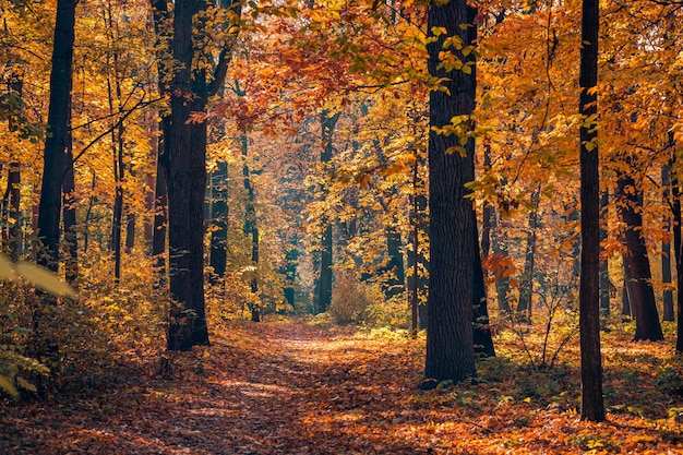 Bela trilha na floresta de outono. Natureza incrível cênica, paisagem de caminho de folhas de outono, sol