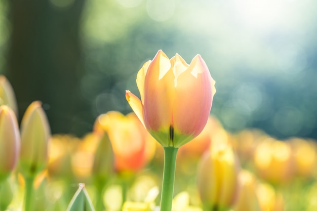 Bela tulipa amarela à luz do sol