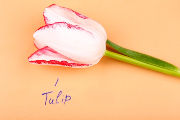 Bela tulipa com inscrição em fundo de papel