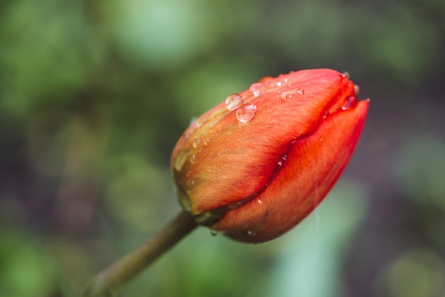 Bela tulipa rosa fechada suave, coberta com pingos de chuva close-up em vintage