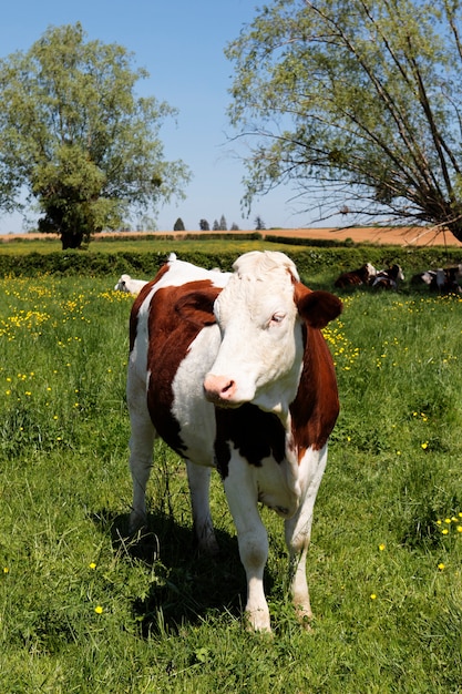 Bela vaca no campo no verão com árvores