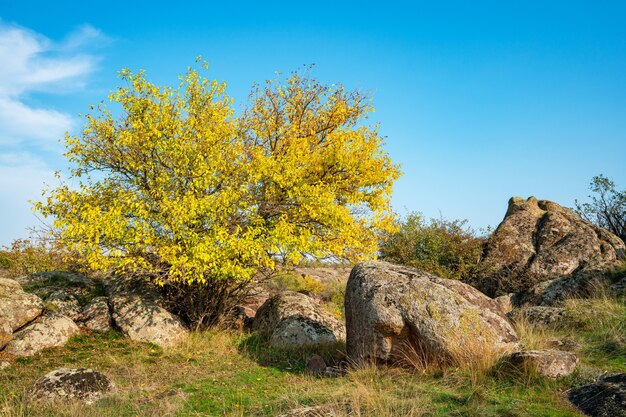Bela vegetação amarelada e pedras cobertas por colinas de líquen e musgo na pitoresca ucrânia