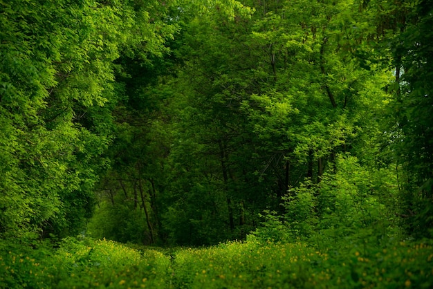 Bela vegetação verde na floresta com