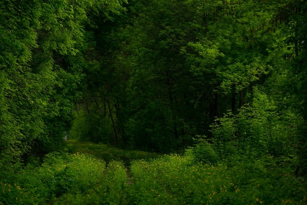 Bela vegetação verde na floresta com