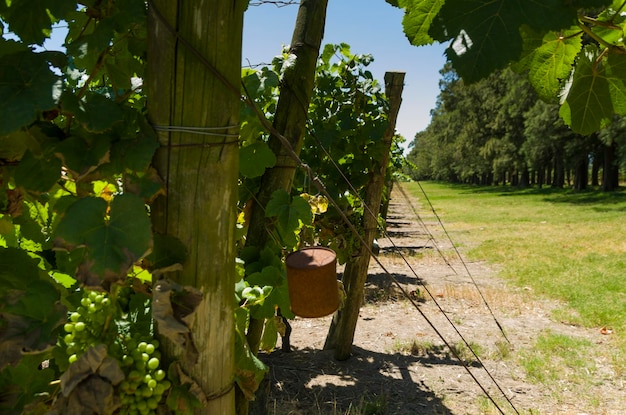 Bela videira de uvas europeias na vinícola uruguaia na região de Canelos