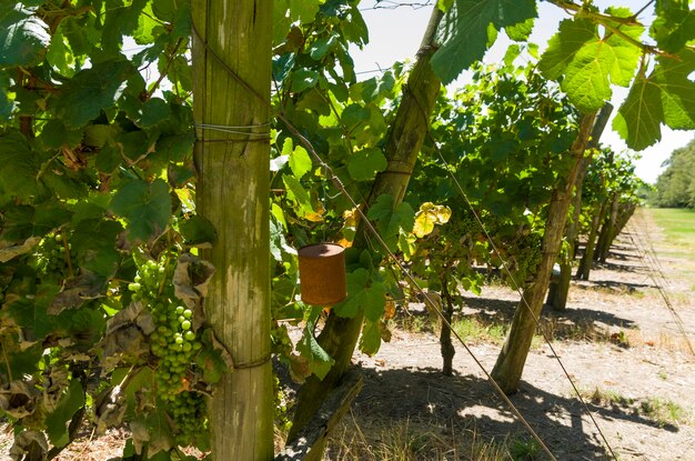 Bela videira de uvas europeias na vinícola uruguaia na região de Canelos