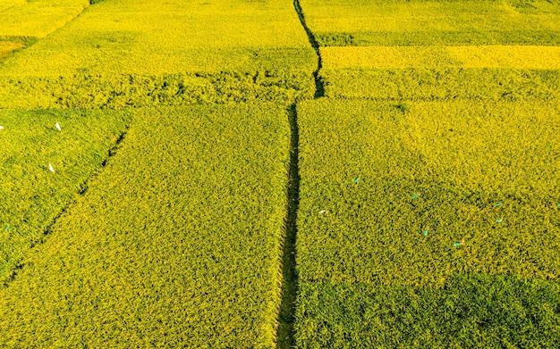 Bela vista aérea das terras agrícolas Paddy em kathmandu, Nepal.