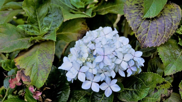 Bela vista aproximada de flores de Hydrangea macrophylla