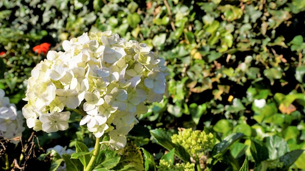 Bela vista aproximada de flores de Hydrangea macrophylla