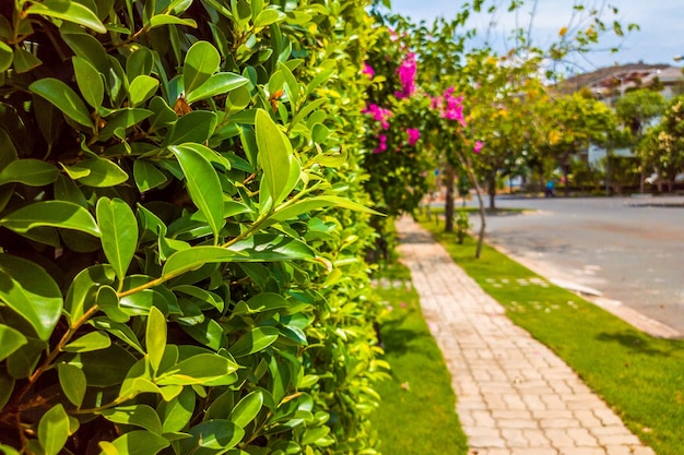 Bela vista da calçada com pedra de pavimentação perto de casas modernas em vila confortável em tempo ensolarado com céu azul claro Árvores tropicais flores e folhas verdes natureza parede do lado de fora