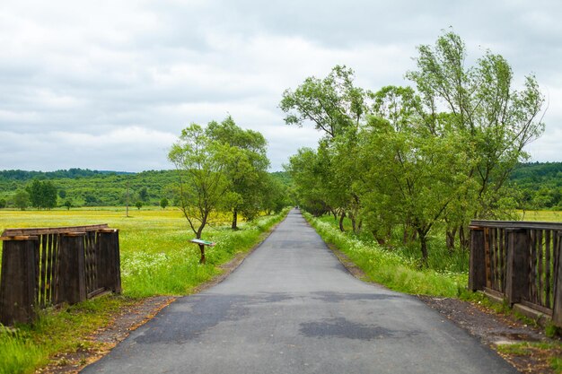 Bela vista da estrada rural forrada de árvores e cercas Natureza de verão com grama verde