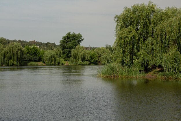 Bela vista da floresta e do lago