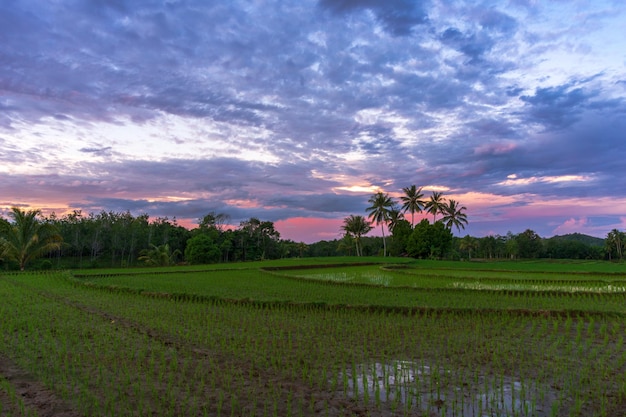 Bela vista da manhã no campo de arroz recém-plantado