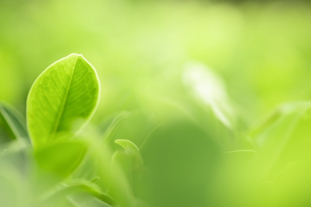 Bela vista da natureza verde folhas na vegetação turva fundo de árvore com luz solar