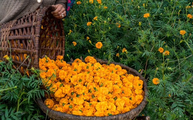 Bela vista da paisagem da flor de calêndula em kathmandu nepal