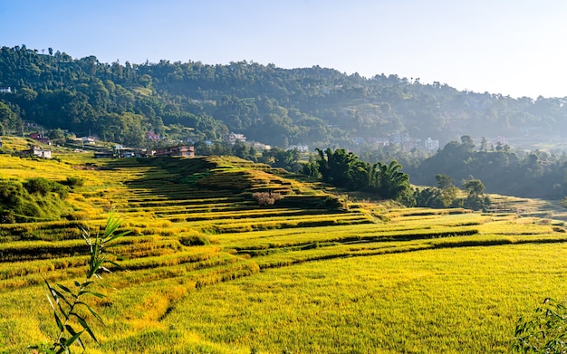 bela vista da paisagem das plantações de arroz em Kathmandu Nepal