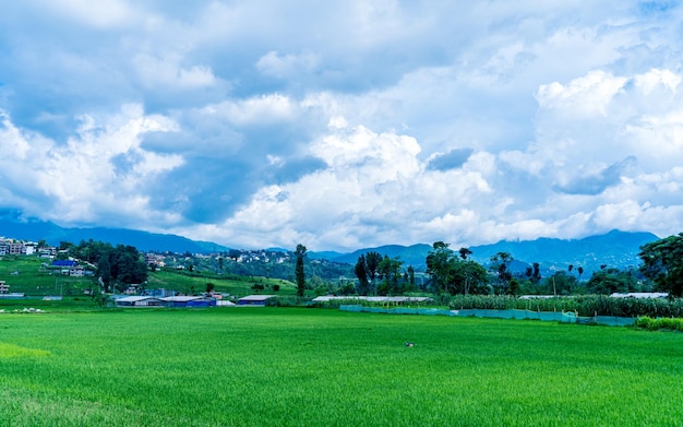 bela vista da paisagem de terras agrícolas de arroz verde em Kathmandu, Nepal.