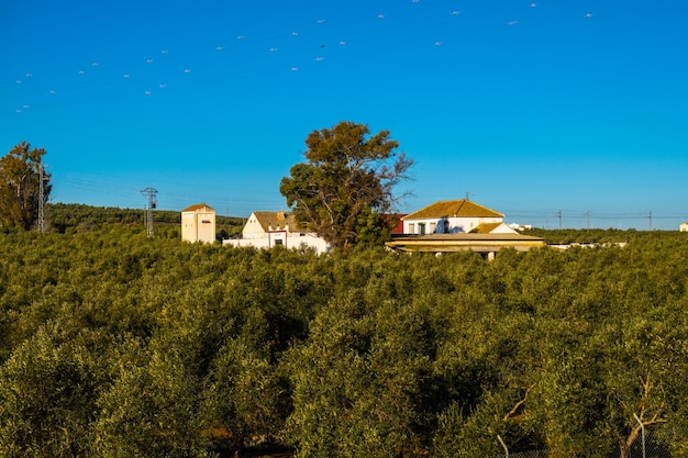 Bela vista da plantação de oliveiras na Espanha