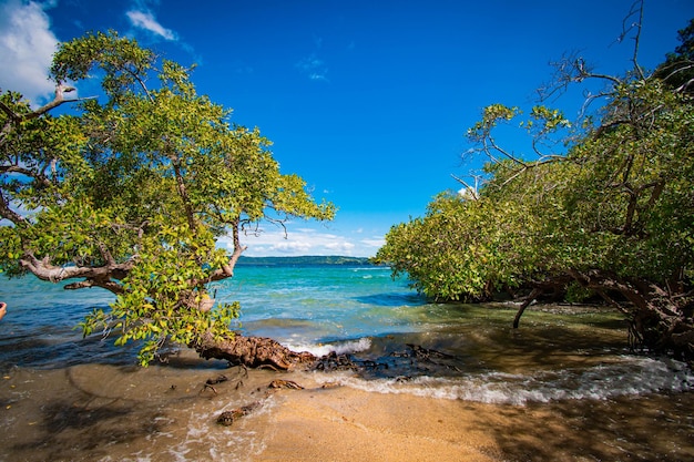 Bela vista da praia com árvores e céu azul com areia Costa Rica