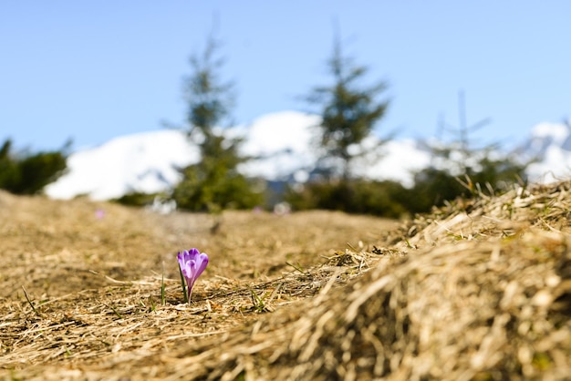 Bela vista das montanhas nevadas com céu azul, durante o dia ensolarado da primavera. Tatras ocidentais.