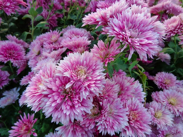 bela vista de cima das flores rosas de crisântemo