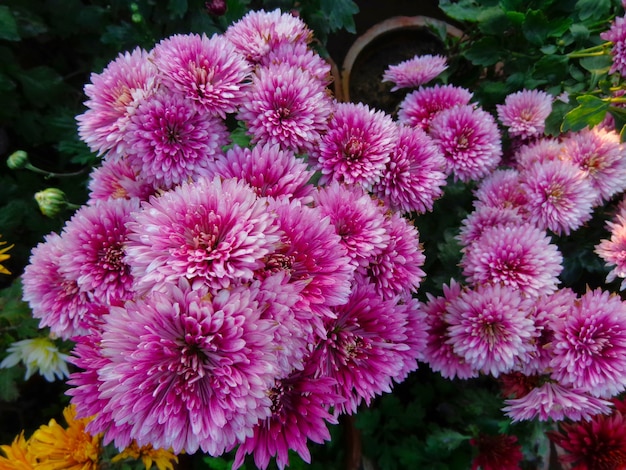 bela vista de cima das flores rosas de crisântemo