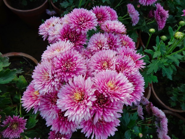 bela vista de cima das flores rosas de crisântemo