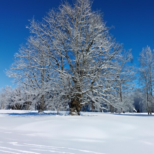 bela vista de inverno