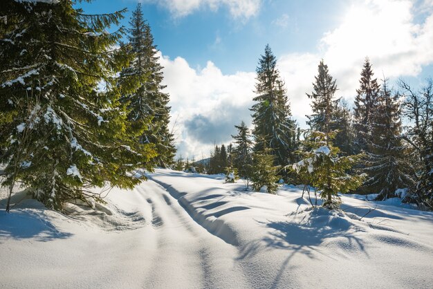 Bela vista de majestosos abetos verdes crescendo em uma colina em nevascas de inverno