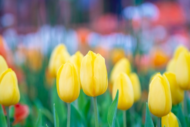 Bela vista de tulipas amarelas. Prado de flores de tulipa.