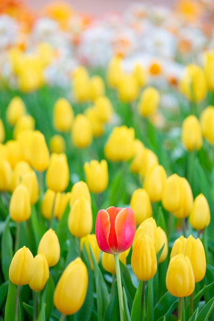 Foto bela vista de tulipas laranja. prado de flores de tulipa.