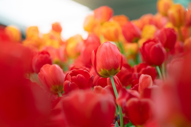 Foto bela vista de tulipas vermelhas. prado de flores de tulipa. closeup tulipa