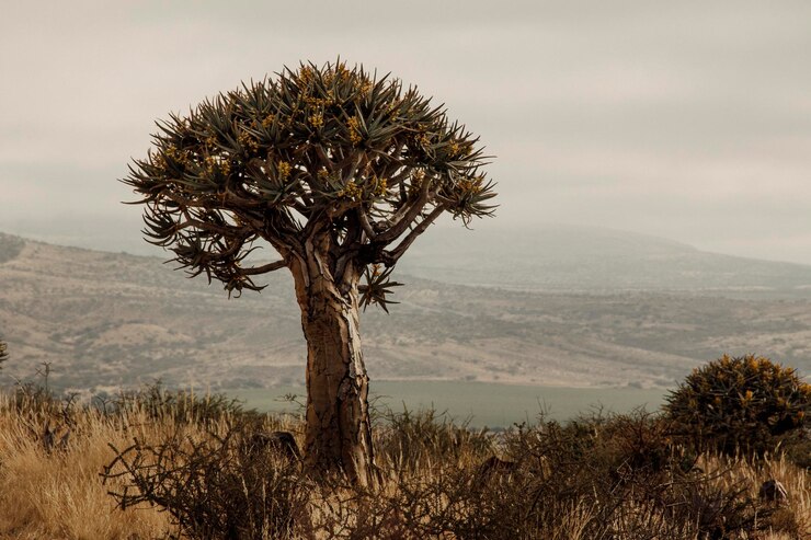 Foto bela vista de um campo com árvores e plantas sob o céu claro