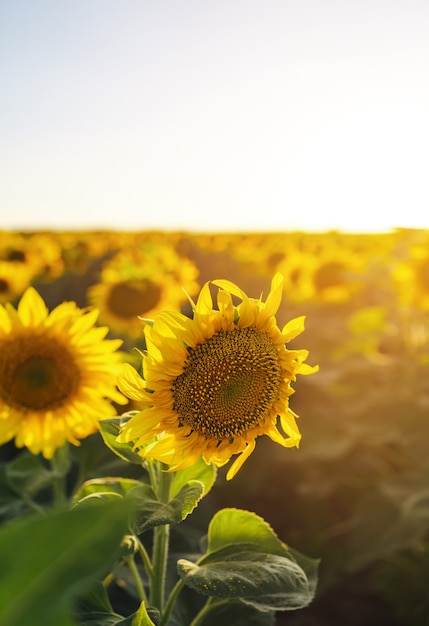 Bela vista de um campo de girassóis à luz do sol poente. Girassol amarelo close-up. Paisagem de verão com pôr do sol e prados floridos Conceito de colheita rica. Formato vertical