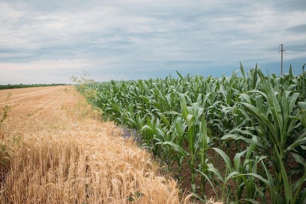 Bela vista de um campo de trigo dourado com campo de milho