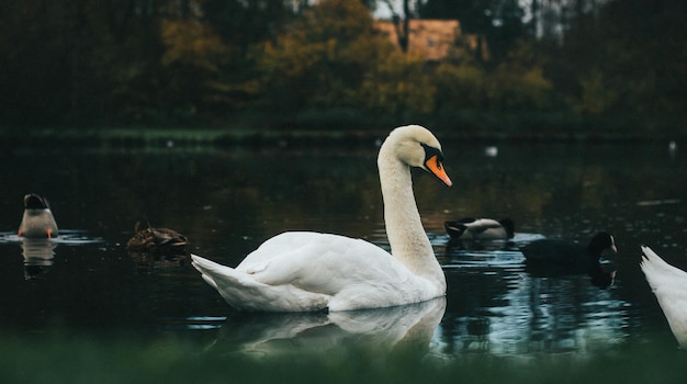 Bela vista de um gracioso cisne flutuando no lago