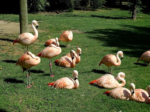 Bela vista de um grupo de flamingos sentados na grama